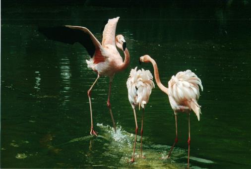 Flamingotanz im Zoo