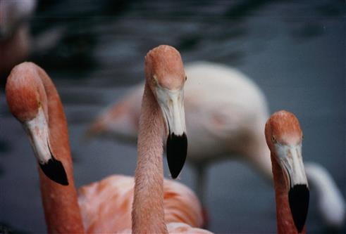 Drei Flamingokpfe