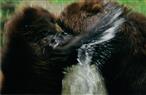 Junge Kamtschatka-Bären toben miteinander