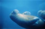 Walrösser ganz entspannt unter Wasser