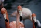 Drei Flamingoköpfe