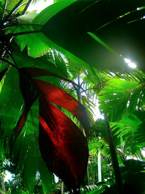 Seychellen Valle de Mai, Coco de Mer Blätter


Aufnameort: Insel Praslin
Kamera: Casio