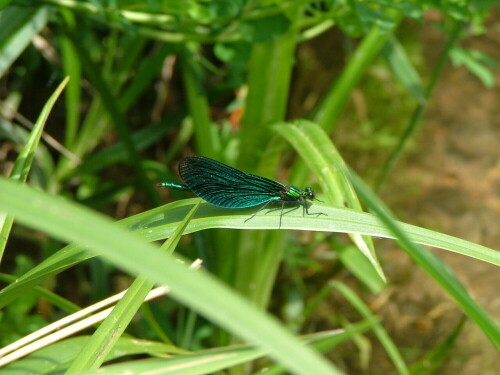 Caleopteryx virgo (Maennchen)

Aufnameort: Bohlensteg Hafenlohrtal - Bayerischer Spessart
