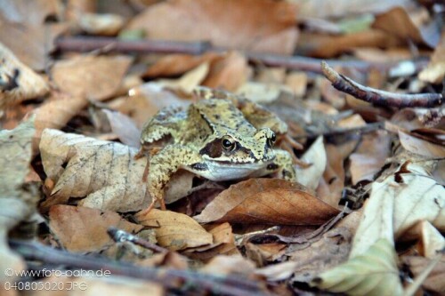 Laubfrosch im Herbstlaub

Aufnameort: Naturpark Schlaubetal
Kamera: Nikon D 90