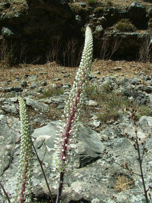 meerzwiebel-scilla-maritima-8667.jpeg