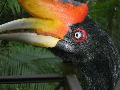 Hornbill,Malaysia

Aufnameort: Malaysia
Kamera: Canon