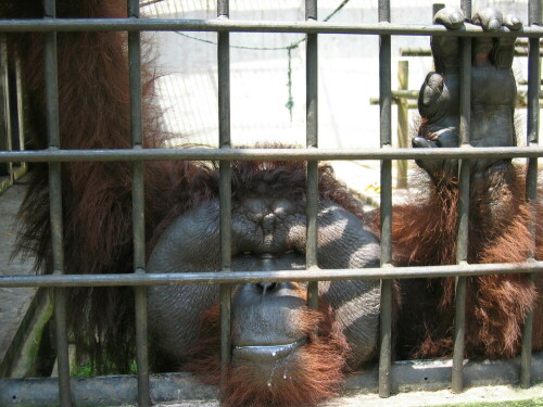 Blind und nicht frei....

Aufnameort: Borneo
Kamera: Canon