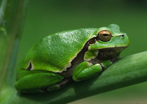laubfrosch-114.jpeg