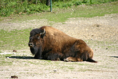 Bison


