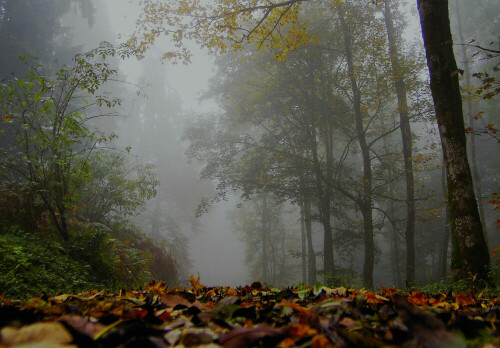 der nebel hüllt den wald ein


