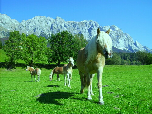 

Aufnameort: Österreich
