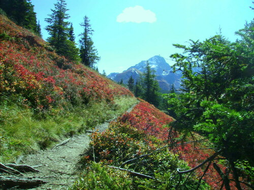 wanderweg-in-osterreich-3571.jpeg