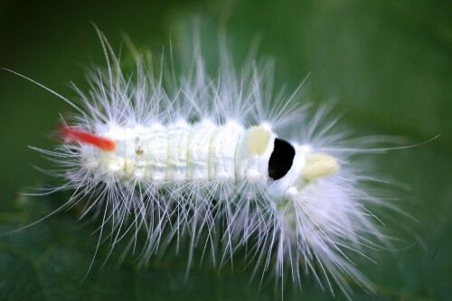 Der Buchen-Streckfuß (Calliteara pudibunda), auch Buchenrotschwanz oder verkürzt Streckfuß bzw. Rotschwanz genannt, ist ein Schmetterling (Nachtfalter) aus der Unterfamilie der Trägspinner (Lymantriinae) innerhalb der Familie der Eulenfalter (Noctuidae).

Aufnameort: Blönsdorf
Kamera: EOS 300D