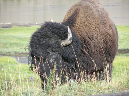 Bison im Yellowstone Nationalpark

Aufnameort: Wyoming, USA
Kamera: Olypmus Camedia C-750 UltraZoom