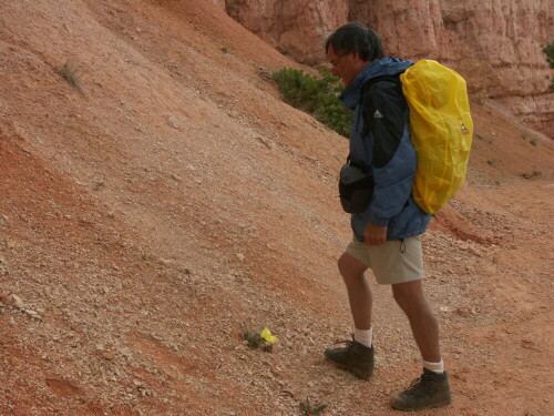 Auf einer Wanderung im Bryce Canyon, im Südwesten der USA, entdeckt nach einem heftigen Gewitterguss: eine wilde Missouri-Nachtkerze im nackten Gestein

Aufnameort: Bryce Canyon, USA
Kamera: Konica Dimage A2