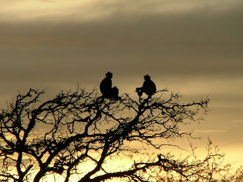 

Aufnameort: Kumana Nationalpark, Sri Lanka
