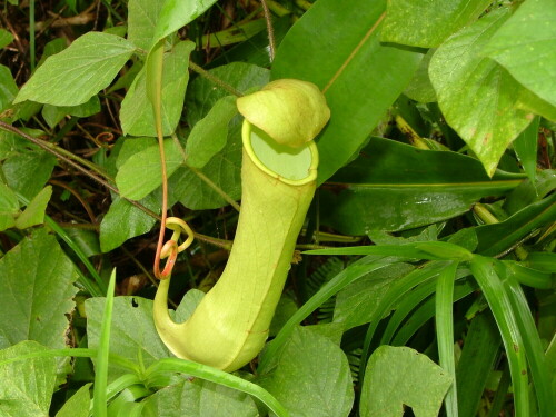 kannenpflanze-nepenthes-8665.jpeg