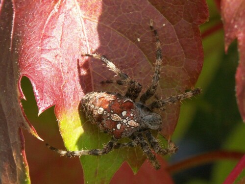 Kreuzspinne, aufgenommen im Oktober 2005 im eigenen Garten

Aufnameort: Aalen/ Baden Württemberg/Ostalbkreis
Kamera: Konica Minolta Dimage A2