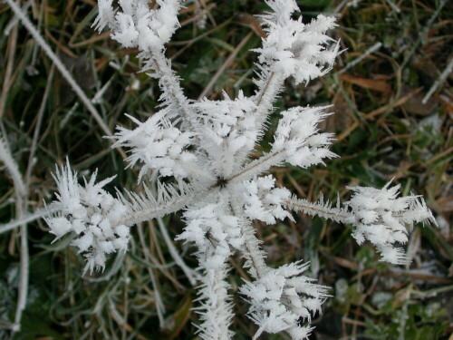 "Eisblume"

Aufnameort: Markräflerland
Kamera: Nikon