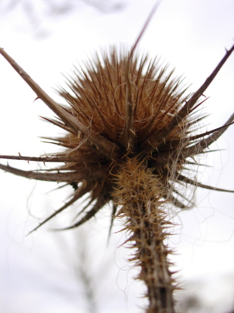 Der Fruchtstand einer Wilder Karde (Dipsacus fullonum)

Aufnameort: Orendelsall, im Garten
Kamera: Nikon Coolpix 5200