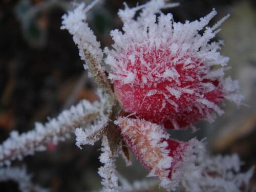 eisiges resultat des ersten frost auf föhr

Aufnameort: föhr
Kamera: nikon f65