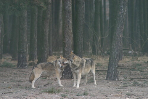 

Aufnameort: Wildpark Schorfheide
Kamera: EOS 300D