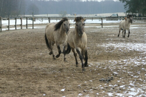 

Aufnameort: Wildpark Schorfheide
Kamera: EOS 300 D