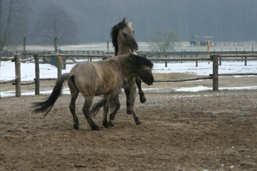 

Aufnameort: Wildpark Schorfheide
Kamera: EOS 300D