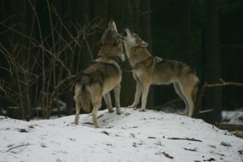 

Aufnameort: Wildpark Schorfheide
Kamera: EOS 300 D