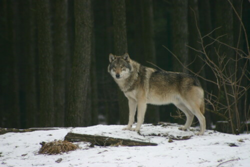 

Aufnameort: Wildpark Schorfheide
Kamera: EOS 300 D