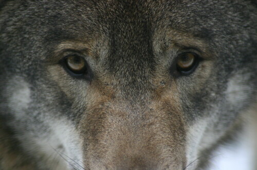 schau-mir-in-die-augen-kleiner-15902.jpeg