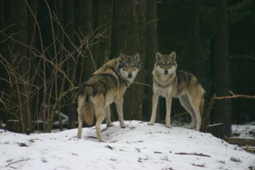 

Aufnameort: Wildpark Schorfheide
Kamera: EOS 300D