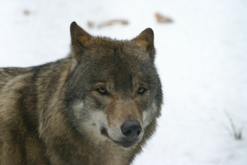 

Aufnameort: Wildpark Schorfheide
Kamera: EOS 300 D