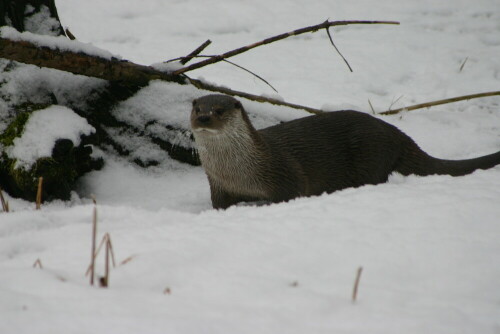 otter-878.jpeg