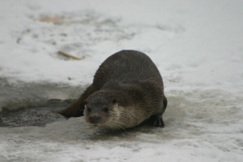 otter-879.jpeg