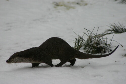 otter-auf-dem-weg-zum-wasserloch-2508.jpeg