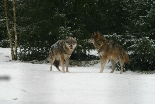 

Aufnameort: Wildpark Schorfheide
Kamera: EOS 300 D