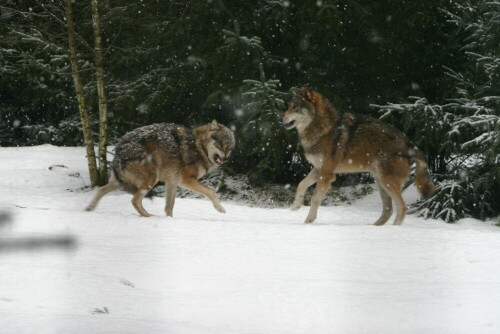 

Aufnameort: Wildpark Schorfheide
Kamera: EOS 300 D