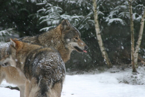 

Aufnameort: Wildpark Schorfheide
Kamera: EOS 300 D