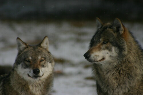 

Aufnameort: Wildpark Schorfheide
Kamera: EOS 300 D