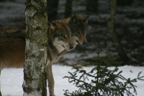 

Aufnameort: Wildpark Schorfheide
Kamera: EOS 300 D