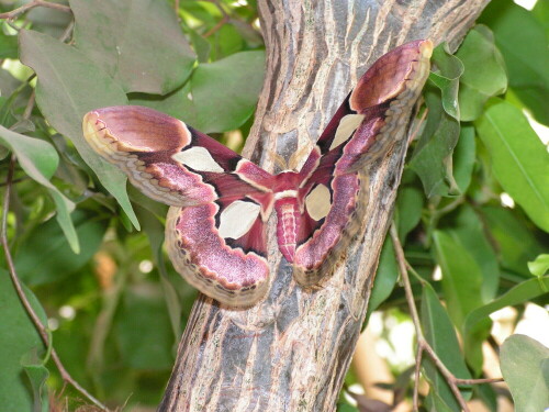 Schmetterling - weiß jemand den Namen?

Aufnameort: Schmetterlingshaus in Wien
Kamera: Konika Minolta Z10