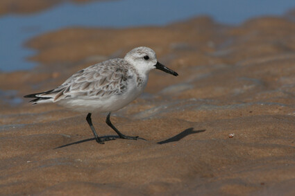 sanderling-4032.jpeg