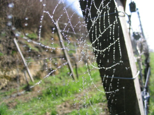 Diese phantastischen kleinen Wunder dürfen wir meistens nur entdecken, wenn der Tau unterwegs war. Was mich so entzückt, macht die Spinne wahrscheinlich nicht so glücklich. Aber die Sonne kommt ja bald....

Aufnameort: Bötzingen, Kaiserstuhl
Kamera: Canon A70