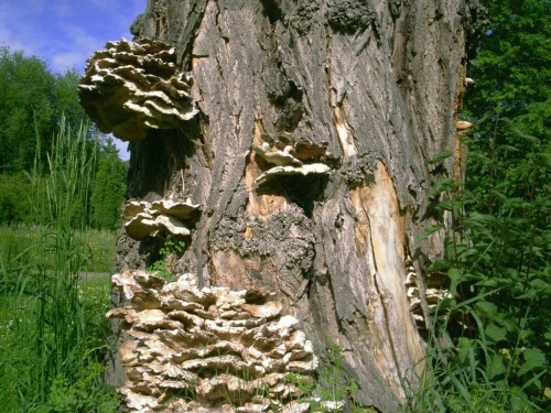 Alter starker Baum mit Pilzen rundum im Botanischen Garten von Frankfurt am Main

Aufnameort: Frankfurt am Main
Kamera: Olympia