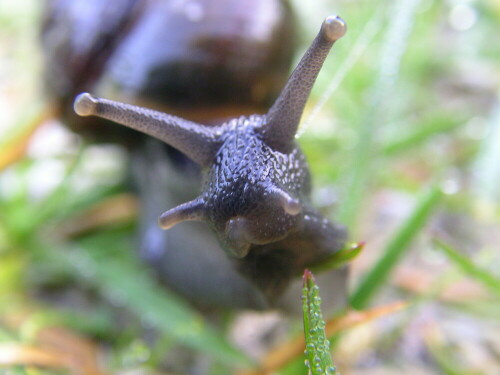 ... schon früh unterwegs war die Schnecke im grünen Gras als ich sie bei uns hinterm Haus entdeckte ...

Aufnameort: Linkenheim bei Karlsruhe
Kamera: Sanyo XACTI PVC-J2EX