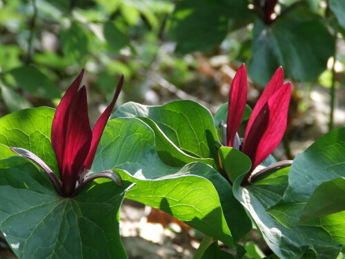 trillium-7710.jpeg