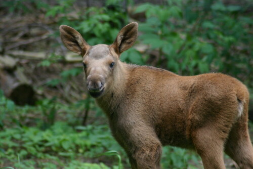 kleines Elchkitz

Aufnameort: Wildpark Gross Schönebeck
