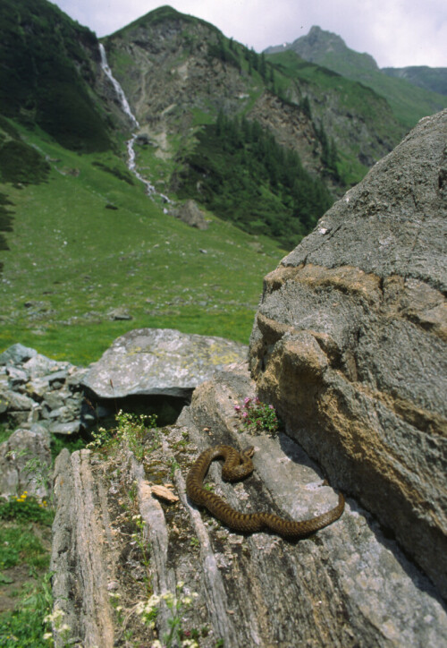 

Aufnameort: Hohe Tauern Österreich
Kamera: Nikon F 100