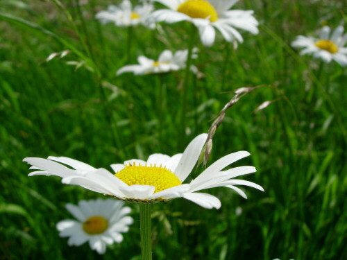 Margariten (Leucanthemum vulgare)

Aufnameort: Orendelsall
Kamera: Nikon Coolpix 5200